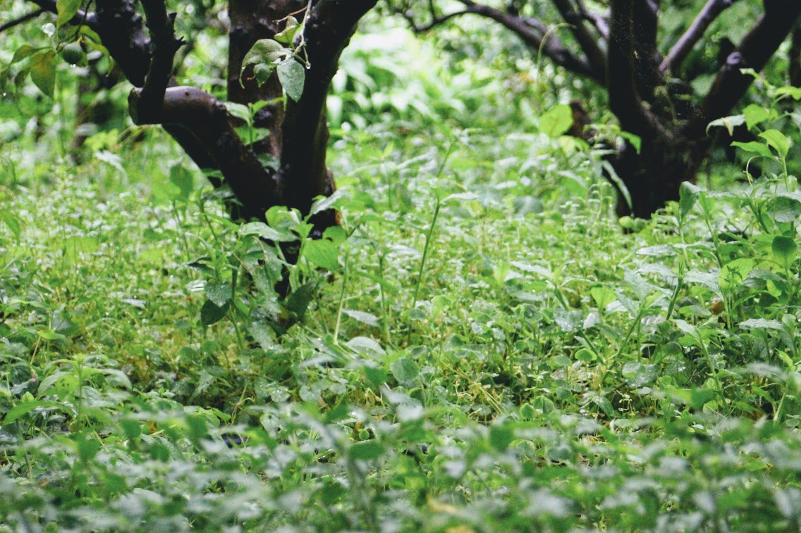 除草あれこれ
