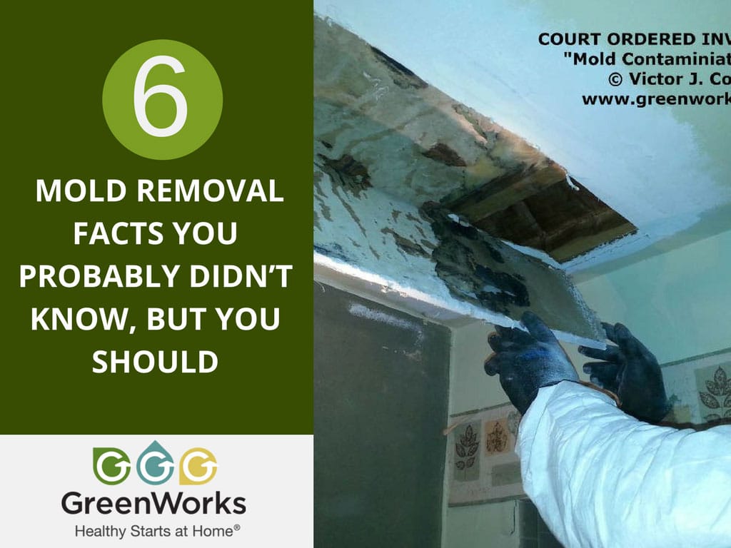 6 Mold Removal Facts You Probably Didn’t Know, But You Should Mold Remediation Monmouth County, NJ