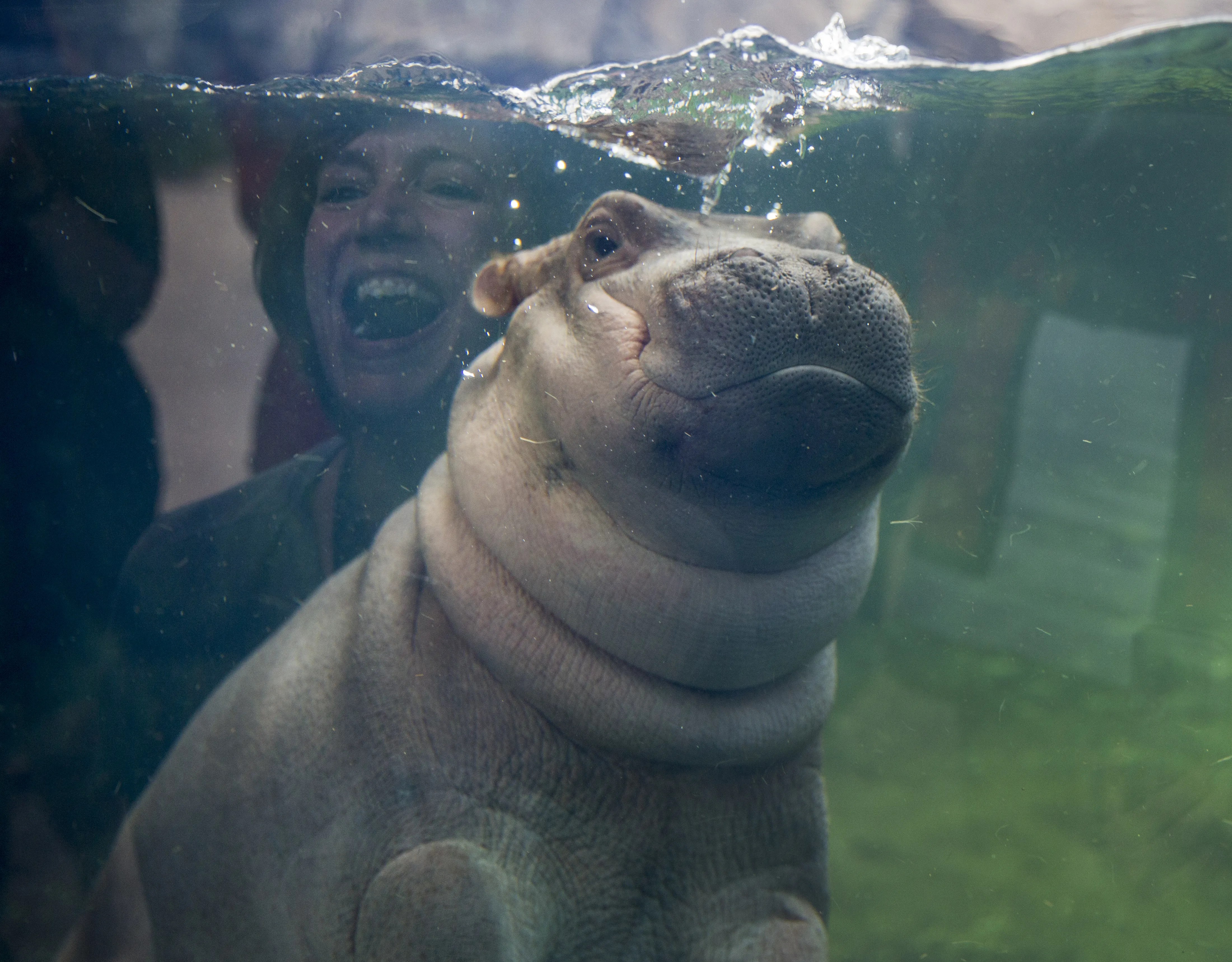 Fiona The Hippo Calendar 2024 Fiona the hippo dazzles in front of the cameras ⚡️ News Flash ⚡️