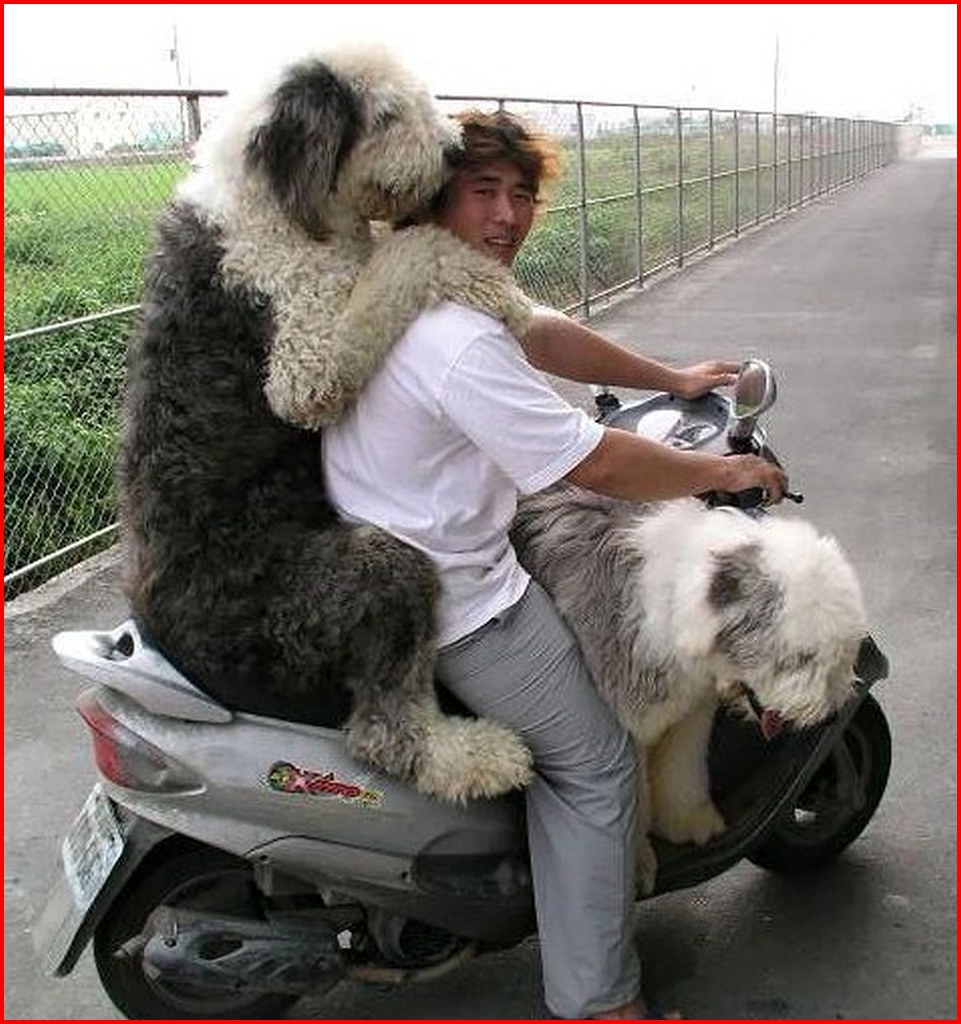 DOG SEAT FOR MOTORCYCLE FOR MOTORCYCLE BABY GIRL STROLLERS AND CAR SEATS Blog.hr