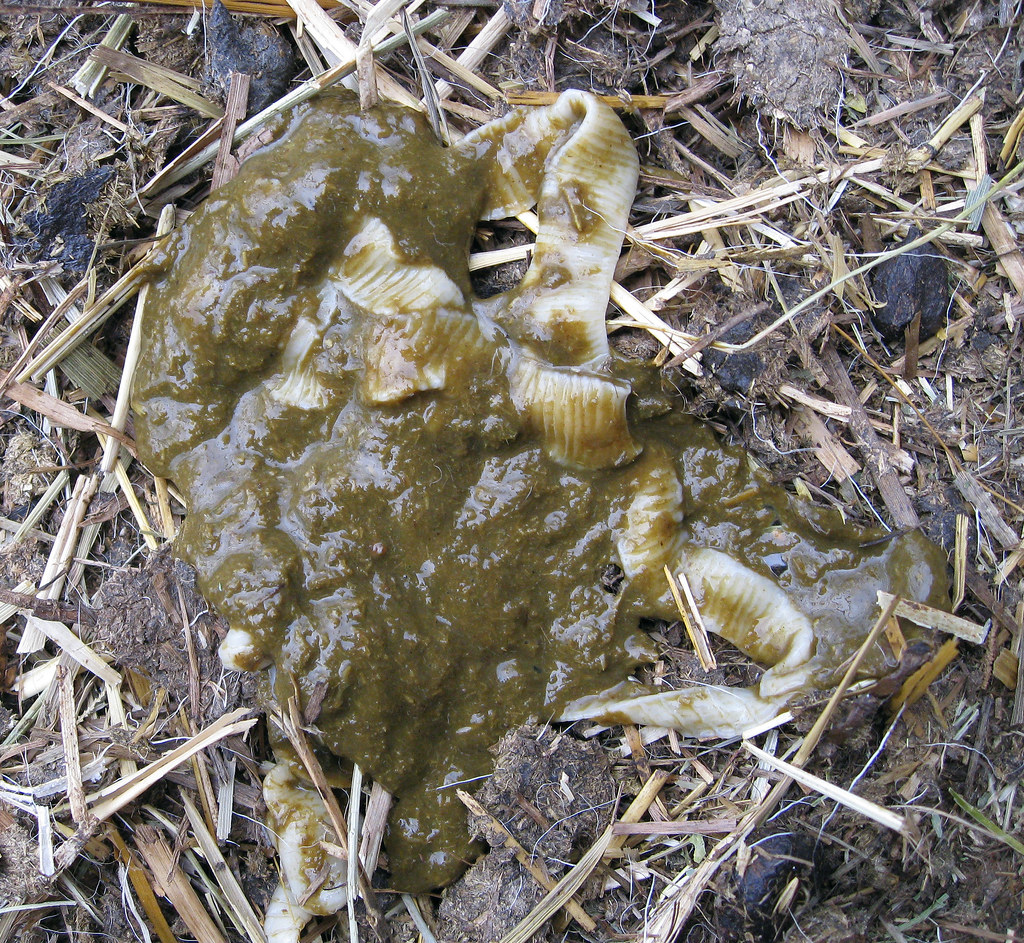 TAPEWORM SYMPTOMS IN HUMANS IN HUMANS TAPEWORM SYMPTOMS IN HUMANS