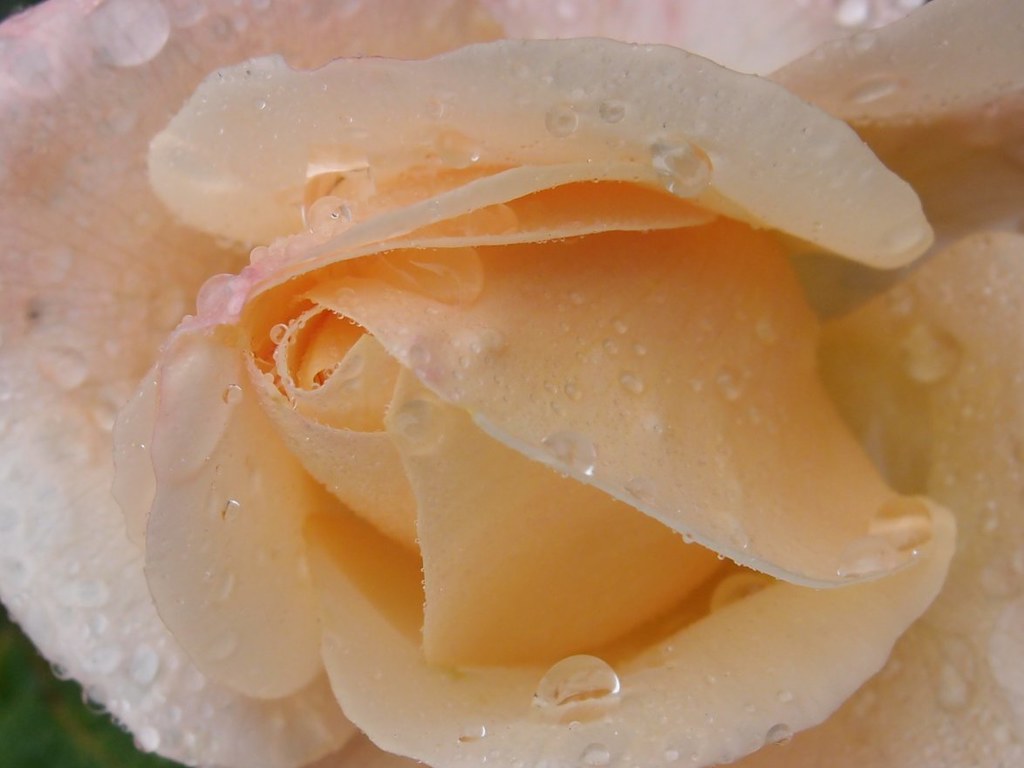 PRESSED FLOWERS FOR SALE FOR SALE FLOWERS