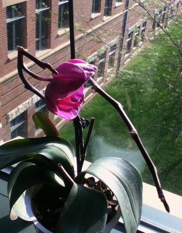 ORCHID FLOWERS FALLING OFF FALLING OFF FAKE FLOWERS UK