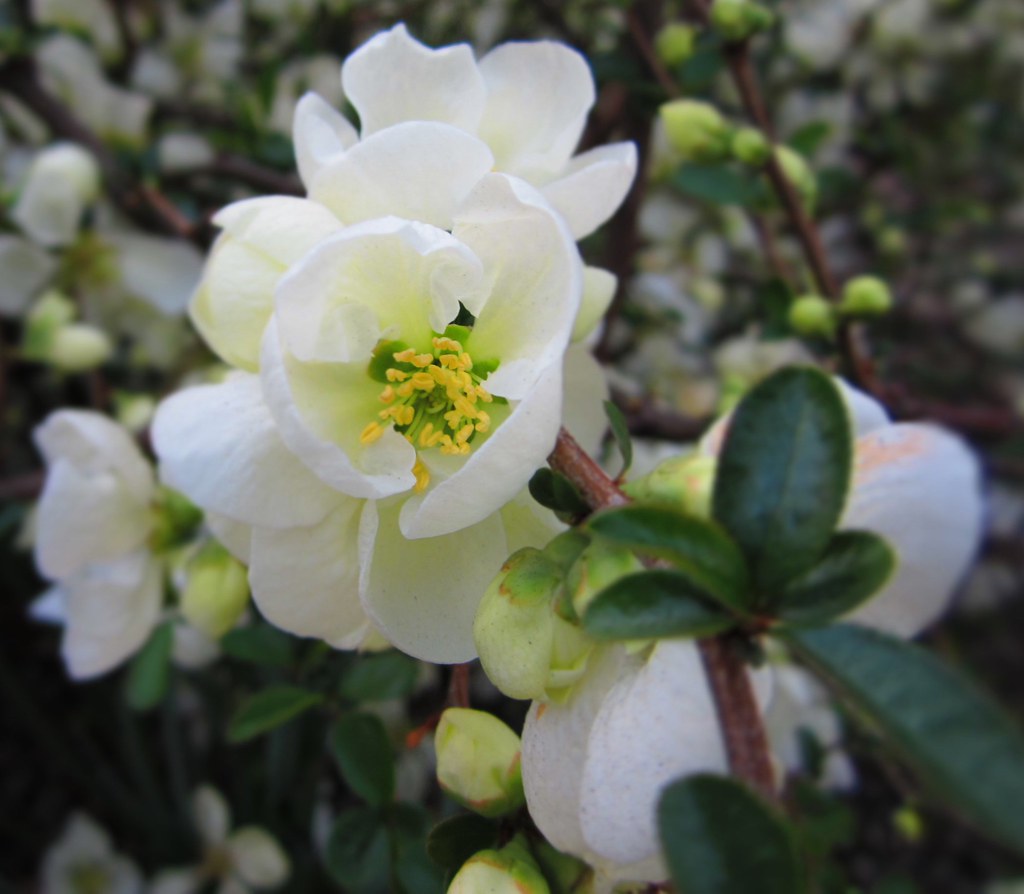 SPRING FLOWERS NYC SPRING FLOWERS FLOWERS NAMES WITH PICTURES