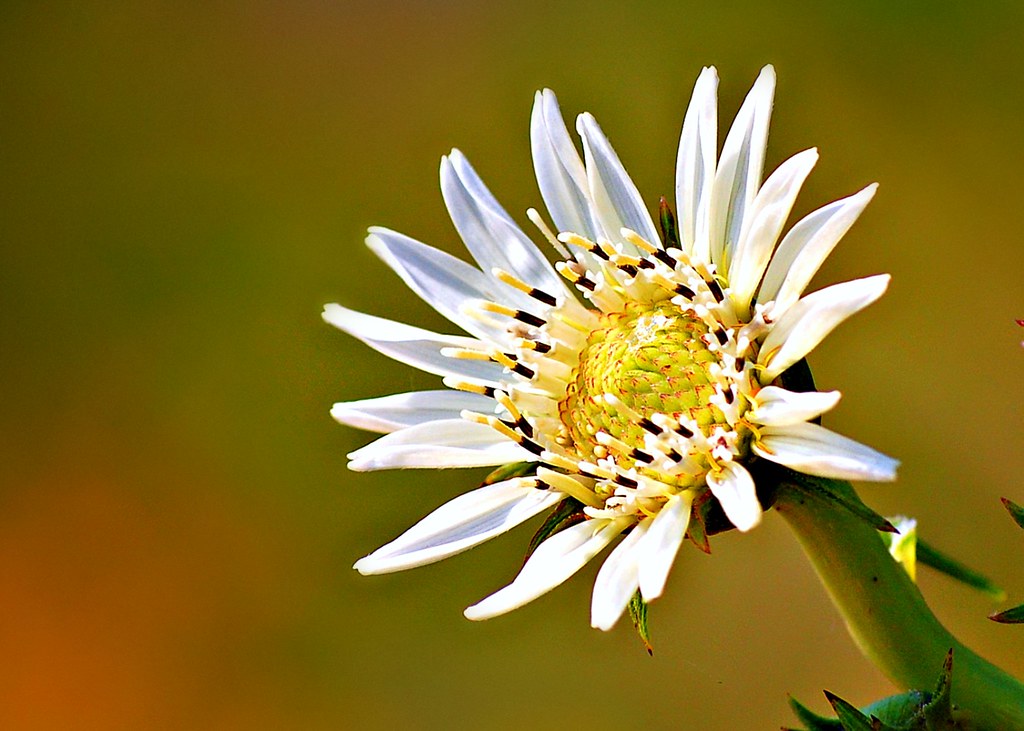 LIST OF WHITE FLOWERS. LIST OF BEST FLOWERS FOR FULL SUN