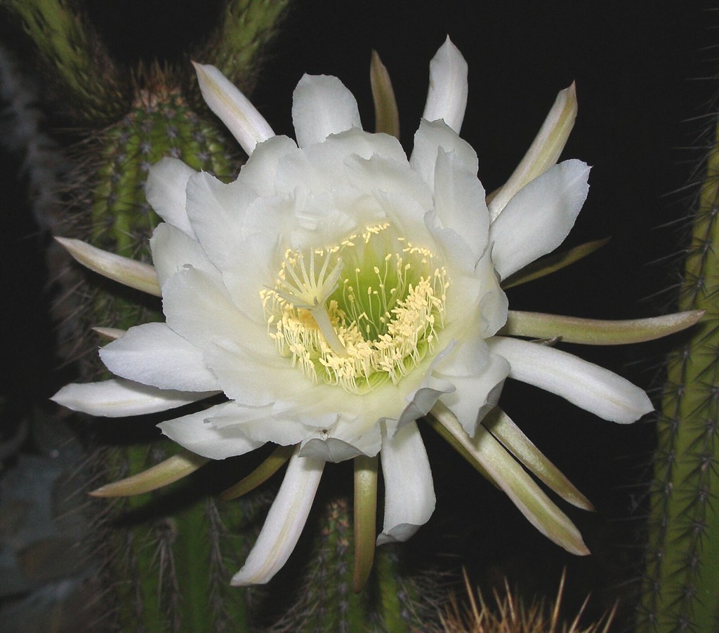 FLOWERS THAT BLOOM AT NIGHT BEAUTIFUL FLOWERS WALLPAPERS