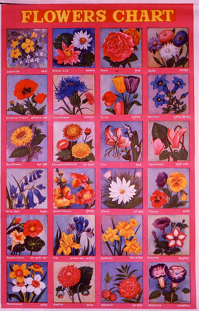 Flowers Images And Names In English Best Flower Site