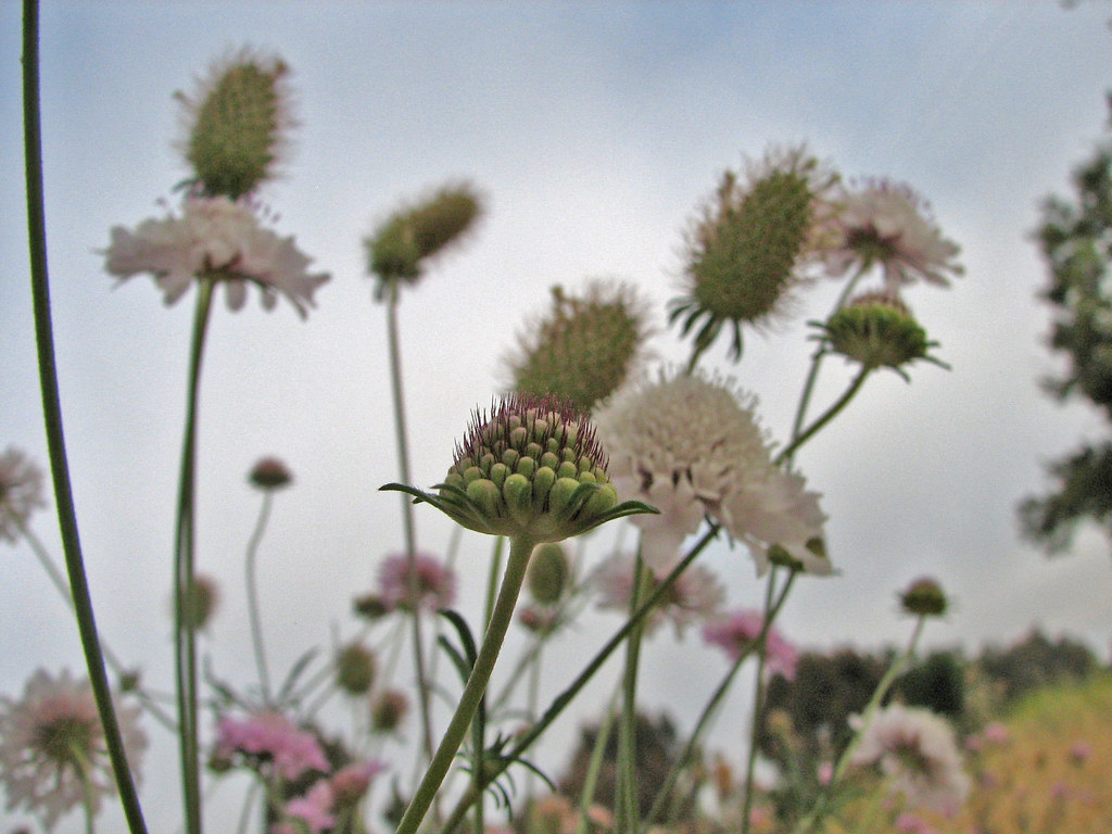 FLOWERS THAT BLOOM IN JUNE BLOOM IN JUNE Flowers That Bloom In June