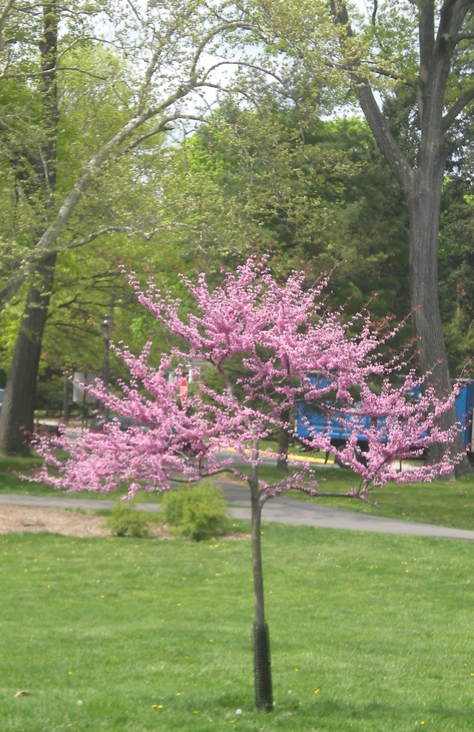 TYPES OF PURPLE FLOWERS