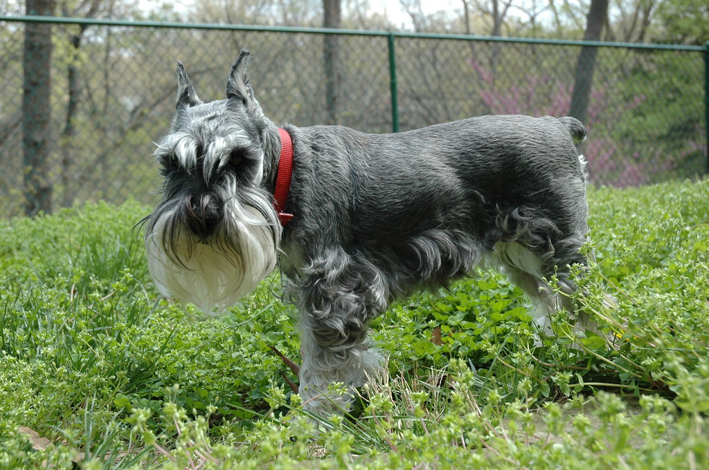 CUSHING S SYNDROME SYMPTOMS