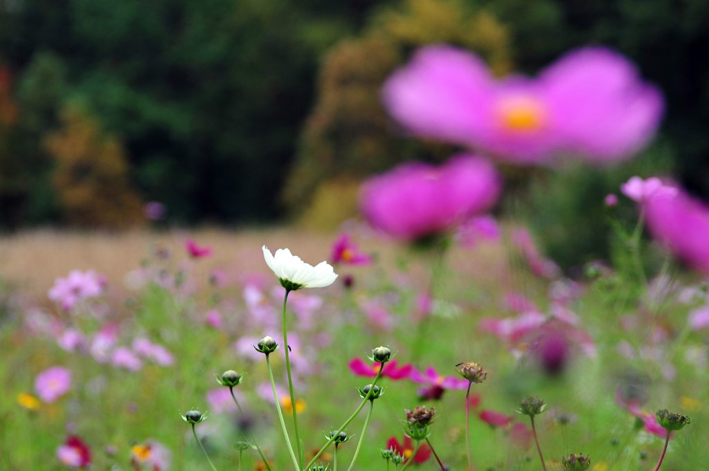 FLOWERS THAT BLOOM IN AUGUST FLOWERS AND CHOCOLATES BY POST