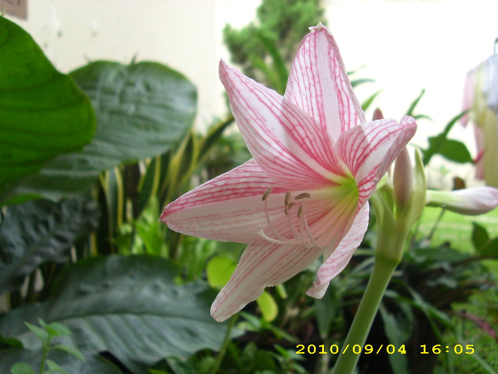 THE MOST BEAUTIFUL FLOWERS ON EARTH THE MOST BEAUTIFUL FLOWERS ON EARTH