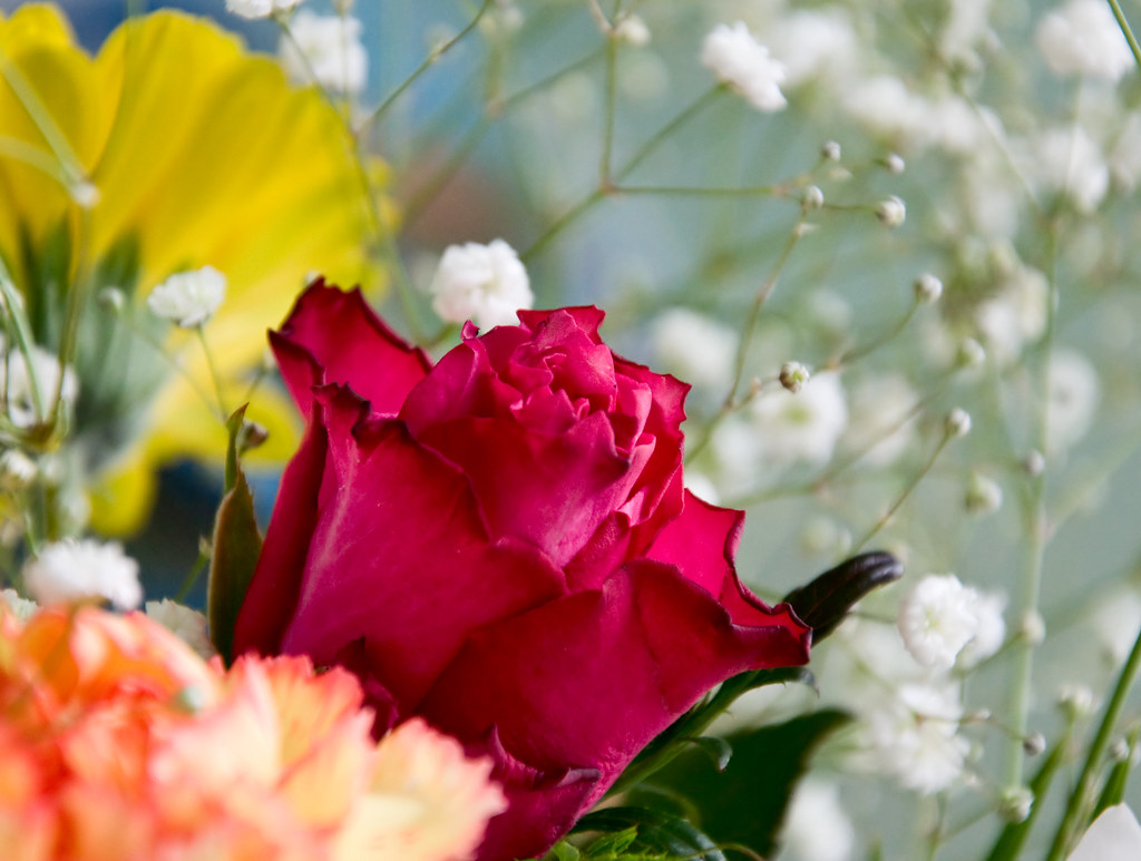 CHEAPEST FLOWERS FLOWERS BEAUTIFUL FLOWERS SCREENSAVERS