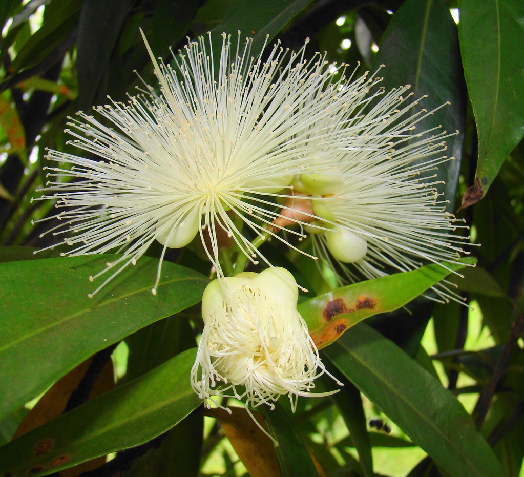 NAMES OF FLOWERS IN SANSKRIT NAMES OF FLOWERS IN SANSKRIT