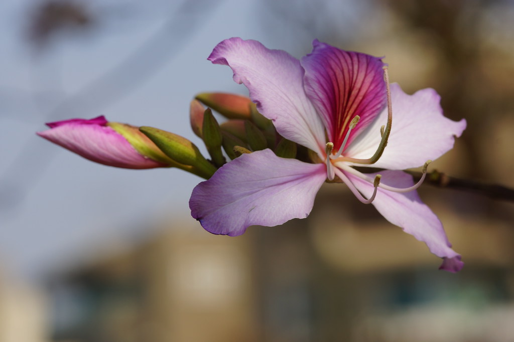 Flowers Name In Sanskrit With Picture Best Flower Site