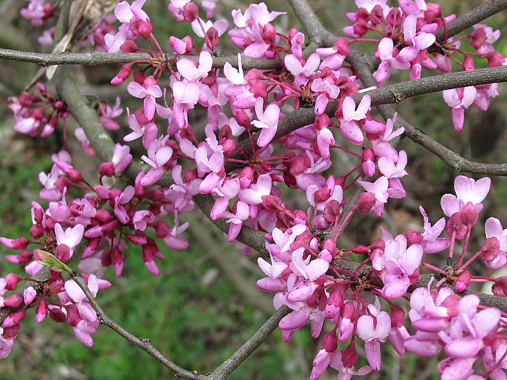 SHRUBS WITH PURPLE FLOWERS SHRUBS WITH ARTIFICIAL FLOWERS BRISBANE