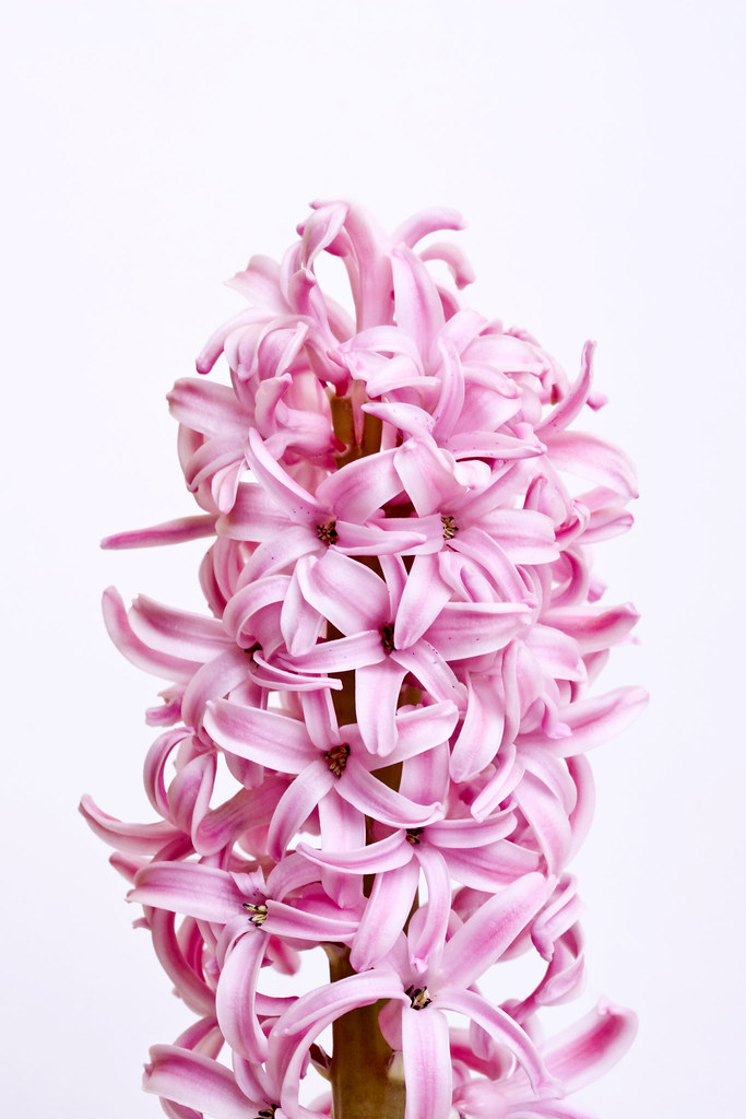 SPRING FLOWERS NAMES FLOWERS NAMES FDT FLOWERS