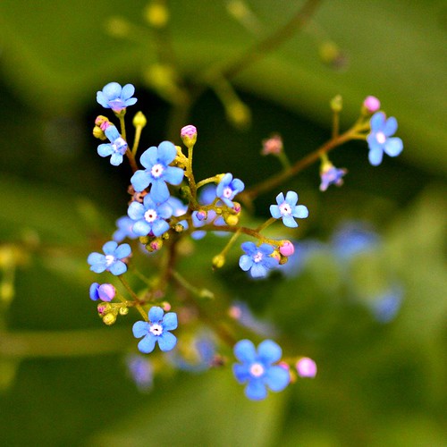 FLOWERS THAT ARE BLUE. FLOWERS THAT ANIMATION FLOWERS PICTURES