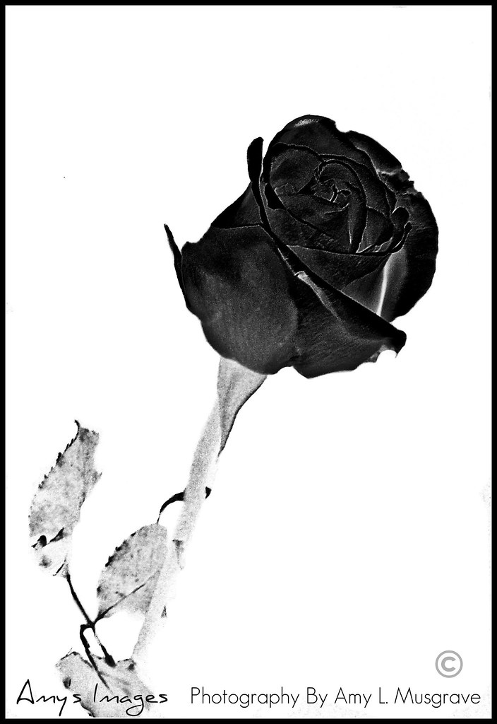 BLACK ROSE FLOWERS