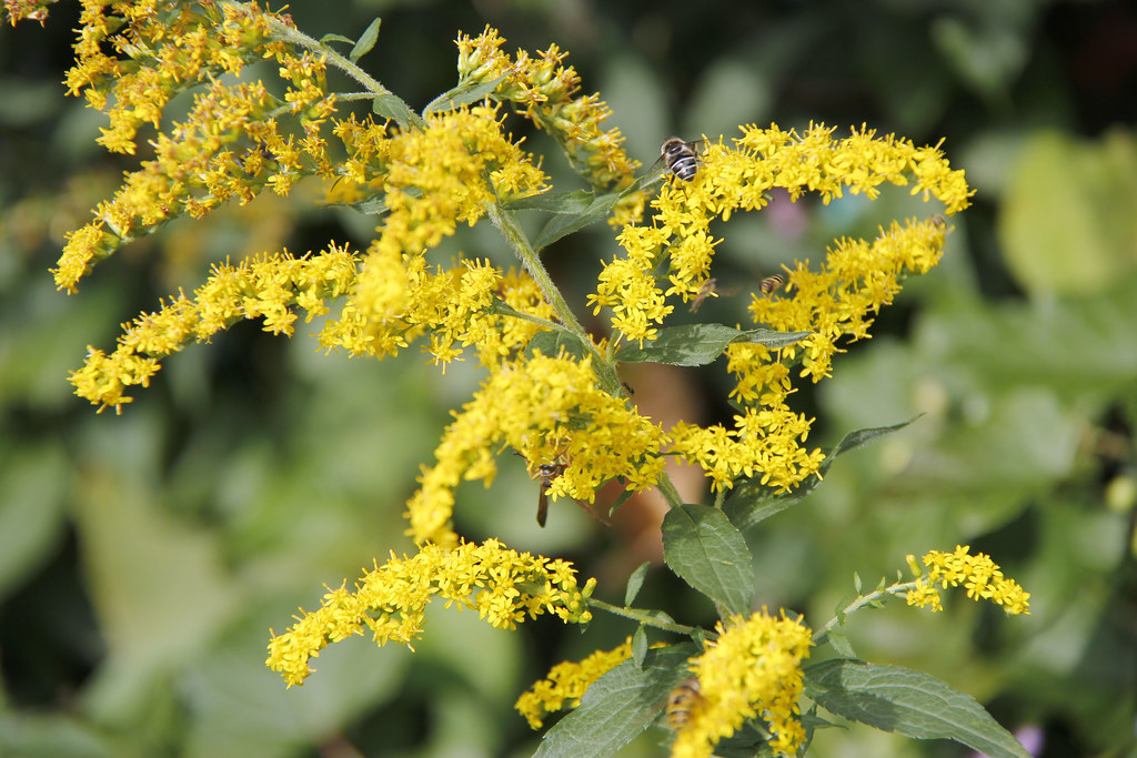 PICTURES OF YELLOW FLOWERS EDIBLE SUGAR FLOWERS