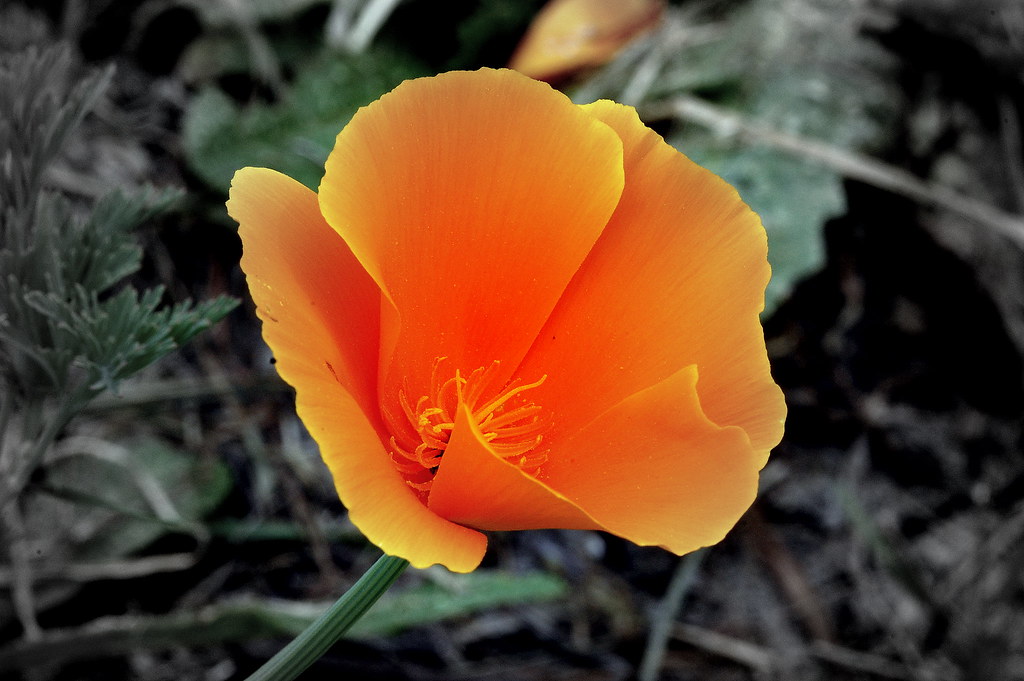 INTERESTING FACTS ABOUT FLOWERS ANNUAL FLOWERS FULL SUN