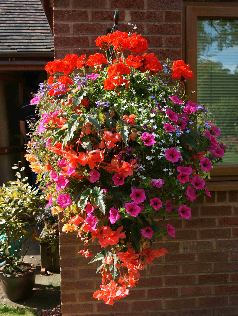 BEST FLOWERS FOR HANGING BASKETS. BEST FLOWERS FOR Best Flowers For