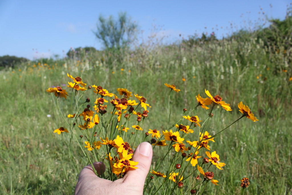 WILD FLOWERS LYRICS FLOWERS HD WALLPAPERS