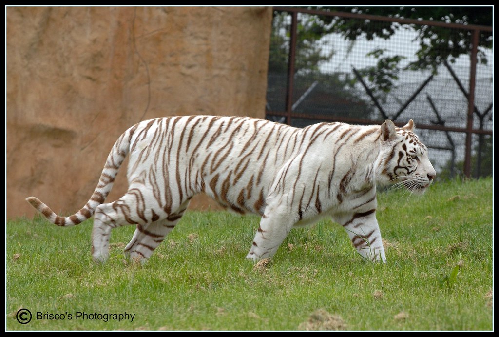 FACTS ABOUT WHITE TIGERS