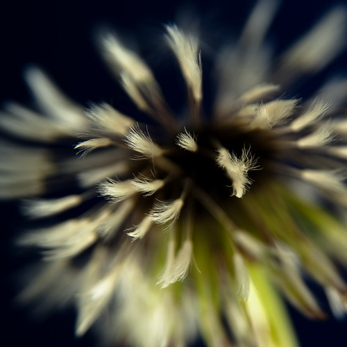 Lutari Paint Brush LUTARI PAINT BRUSH