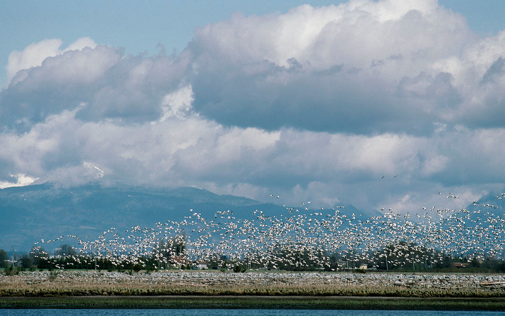 WHITE PAGES BRITISH COLUMBIA CANADA WHITE PAGES BRITISH COLUMBIA CANADA