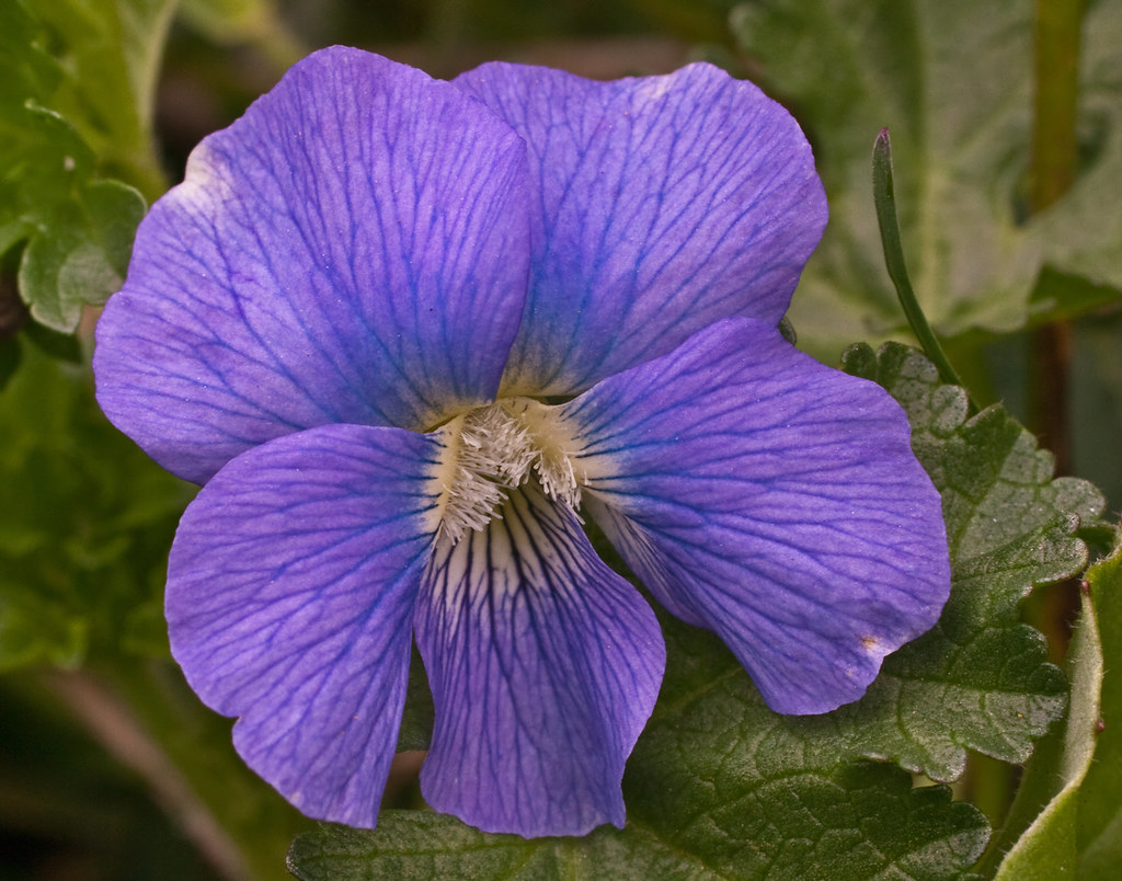 WHITE PAGES OF CANADA