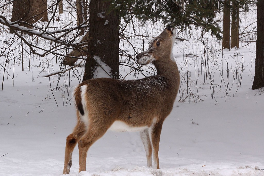 WHITE PAGES INDIANAPOLIS INDIANA WHITE PAGES INDIANAPOLIS INDIANA