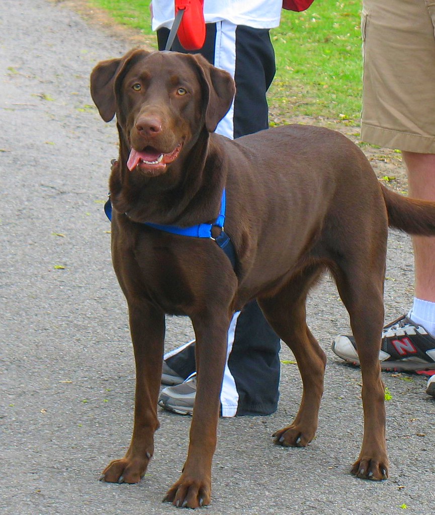 Pictures Of Chocolate Labs PICTURES OF CHOCOLATE LABS