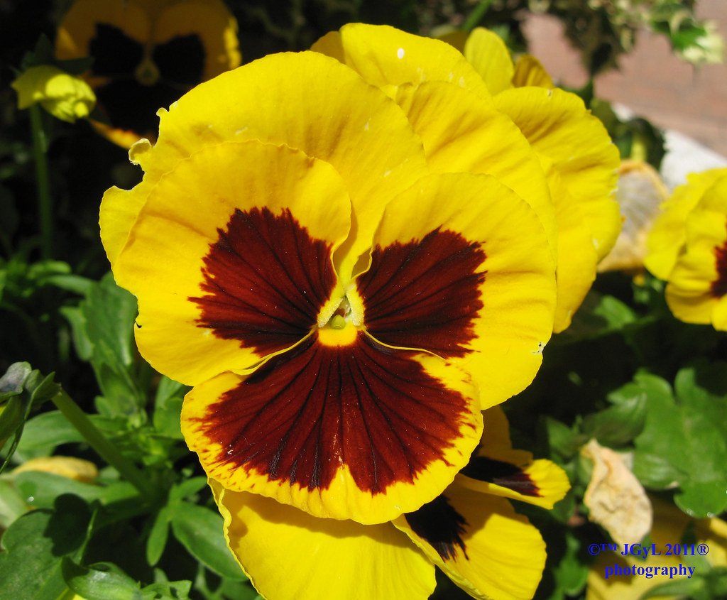 DISCOUNT TIRE AMARILLO DISCOUNT TIRE AMARILLO