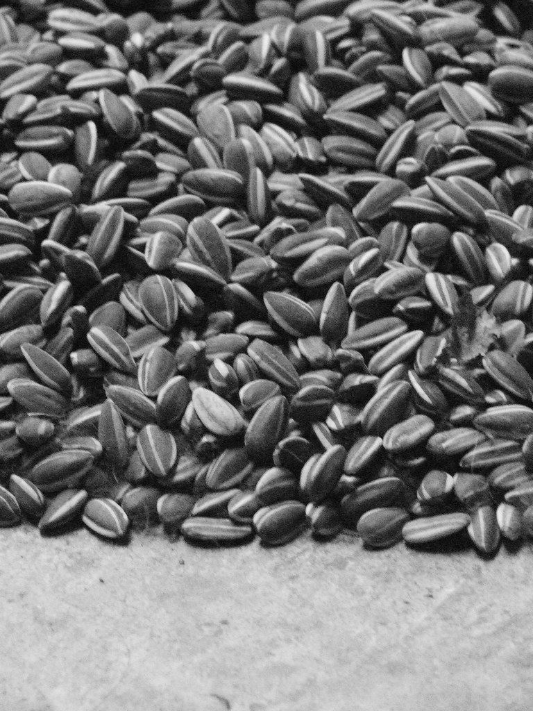 CALORIES IN SUNFLOWER SEEDS WITHOUT HULLS CALORIES IN SUNFLOWER SEEDS