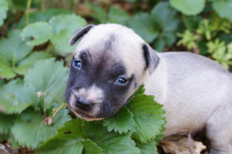 SNAPPY TOMATO PIZZA COUPONS SNAPPY TOMATO PIZZA COUPONS