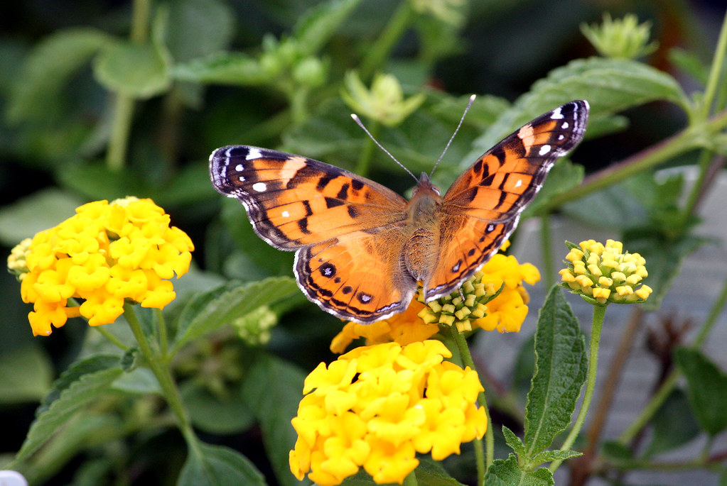 PAINTED LADY BUTTERFLY FACTS