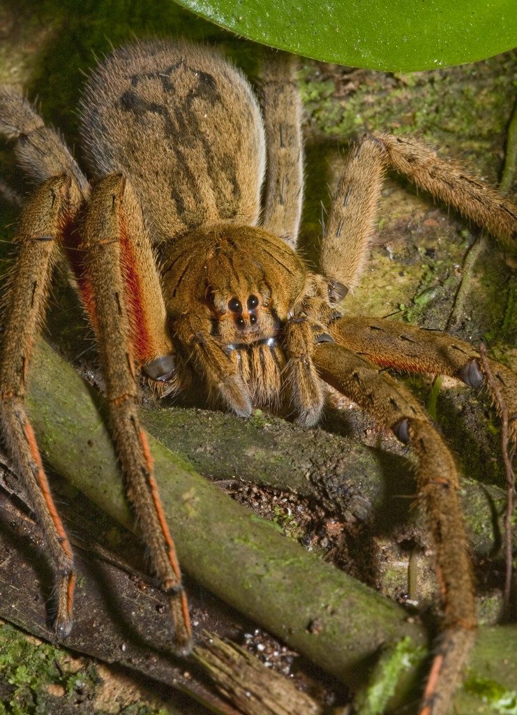 BRAZILIAN WANDERING SPIDER FACTS BRAZILIAN WANDERING SPIDER FACTS