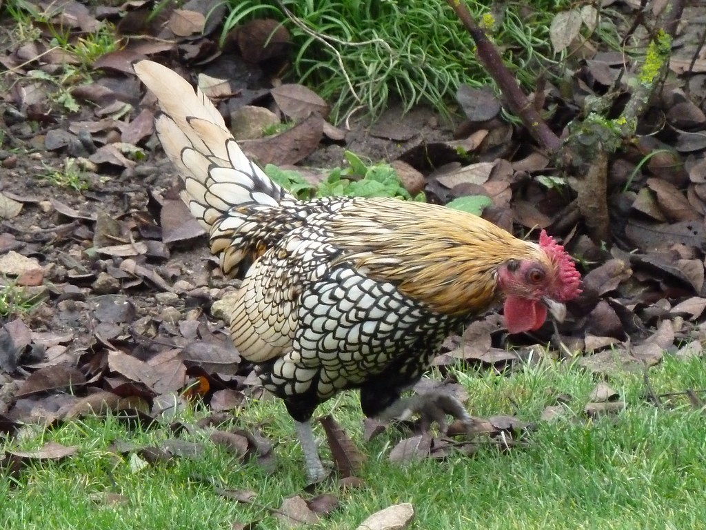 ROOSTER BREEDS BREEDS