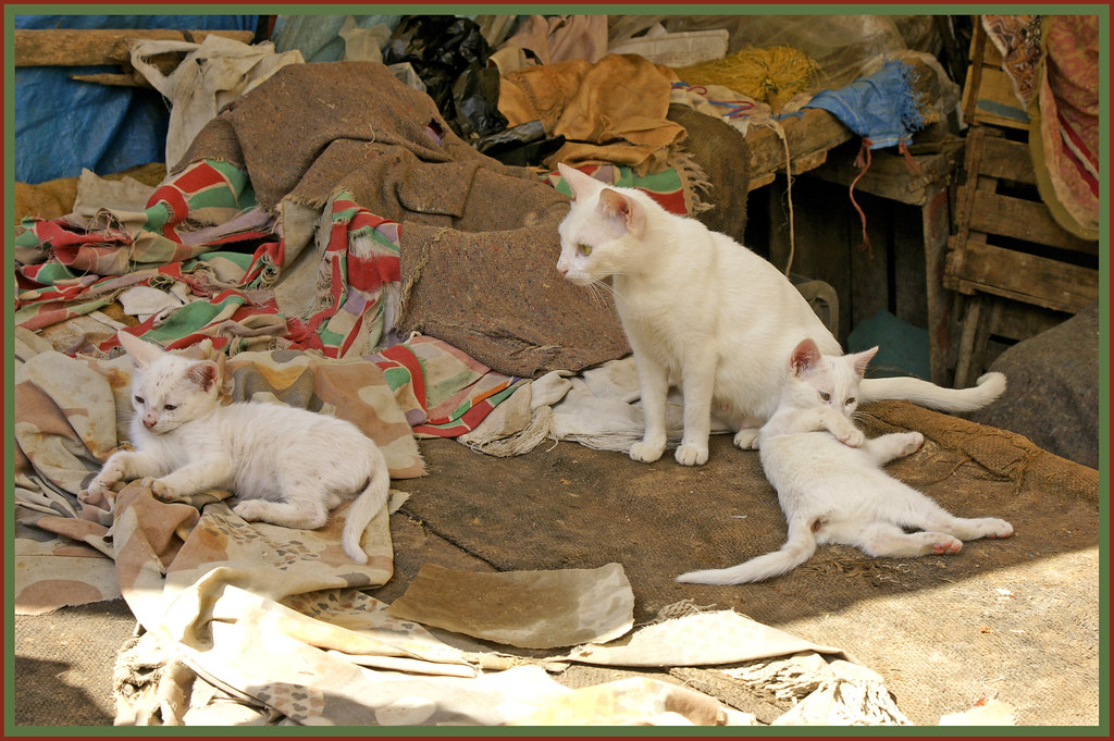 White Family Funeral Home Kentville WHITE FAMILY FUNERAL HOME