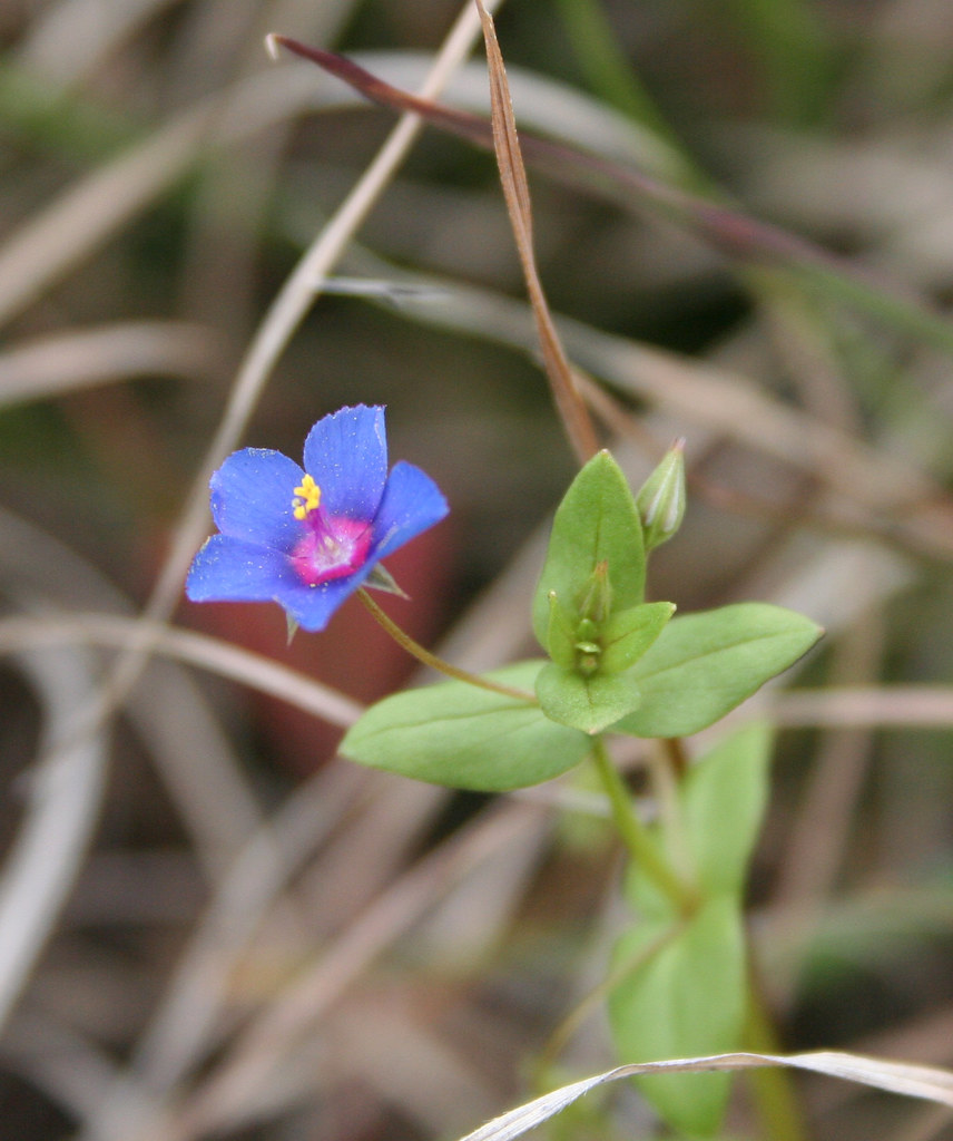 ANNUAL BLUE FLOWERS ANNUAL BLUE FLOWERS