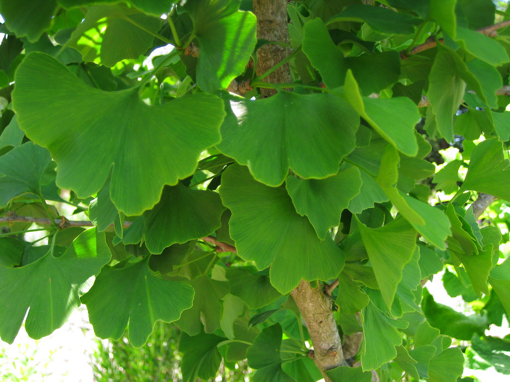 THIN BLOOD SYMPTOMS THIN BLOOD SYMPTOMS