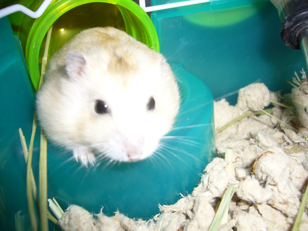 Hamster Eye Infection EAR INFECTION PICTURES