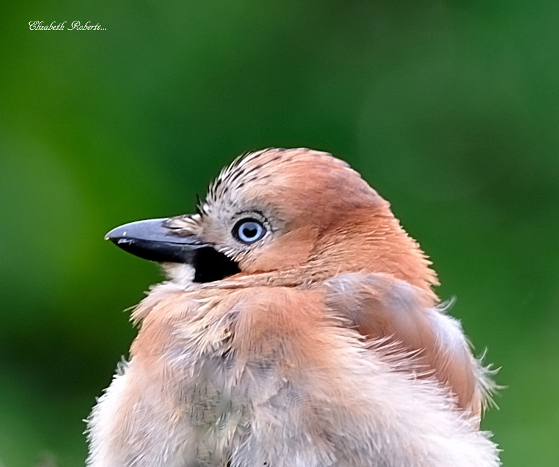 ANGUS AND JULIA STONE JUST A BOY LYRICS JUST A BOY LYRICS ANGUS AND