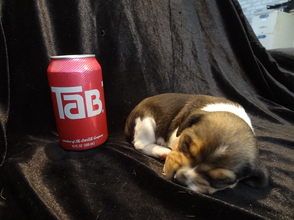 SMALL DOGS BREEDS FOR SALE