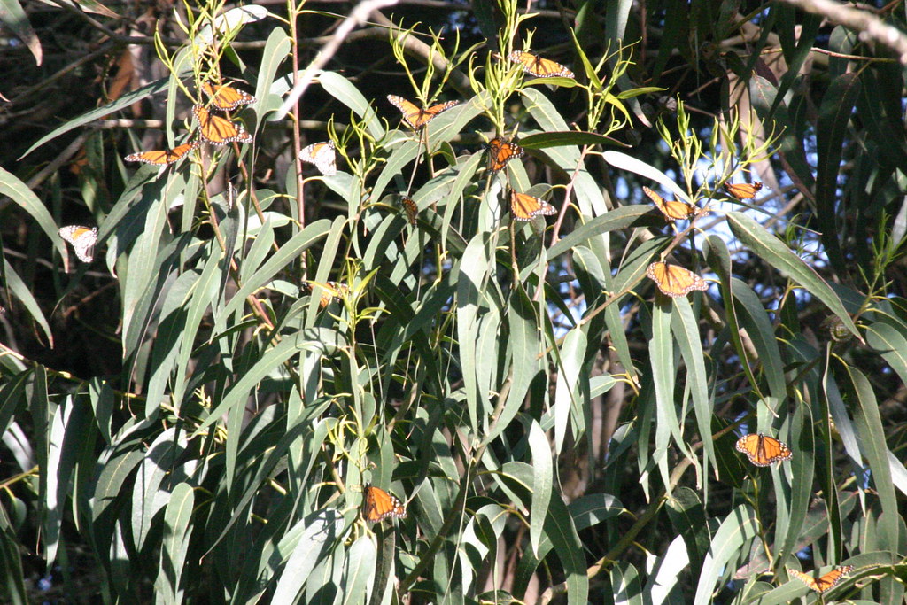 HOW DO NON FLOWERING PLANTS REPRODUCE