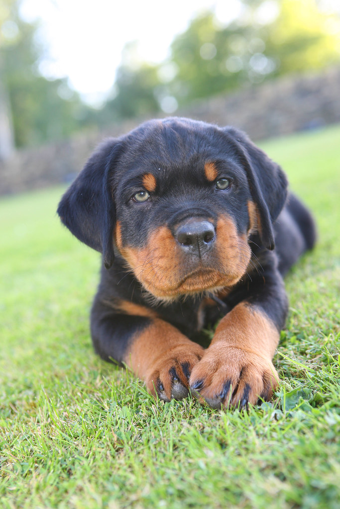 ROTTWEILER PUPPIES IN IOWA