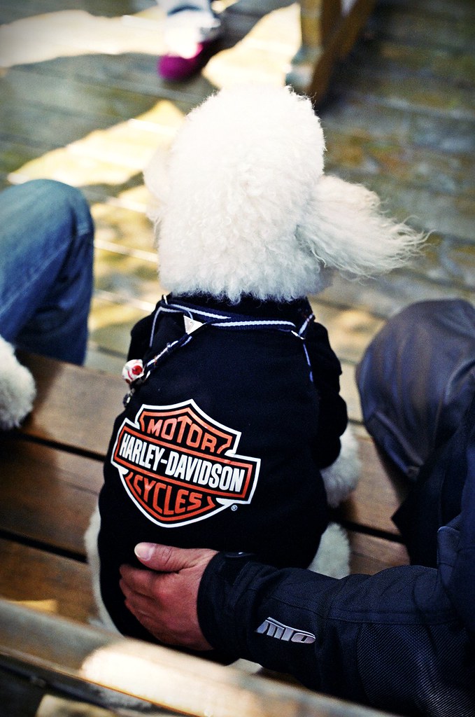 DOG MOTORCYCLE SEATS