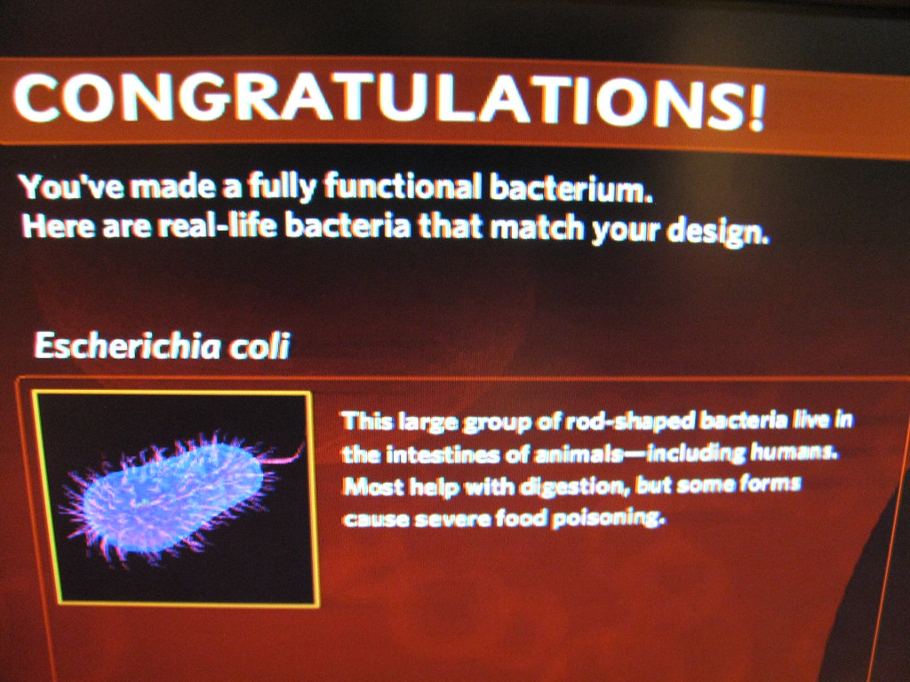 E COLI KIDNEY INFECTION. KIDNEY INFECTION E COLI KIDNEY INFECTION