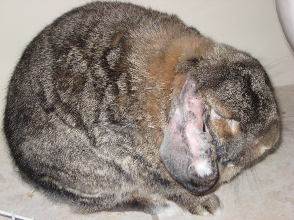 Rabbit Ear Infection PUPPY EAR INFECTION